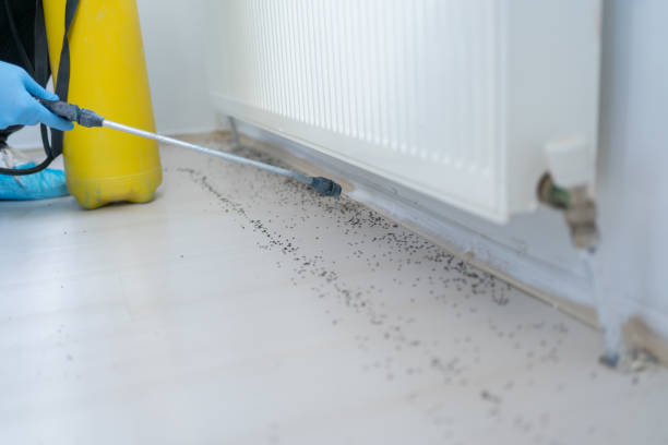 Best Spider Control Near Me  in Streamwood, IL